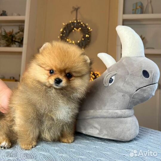 Померанский шпиц мальчик