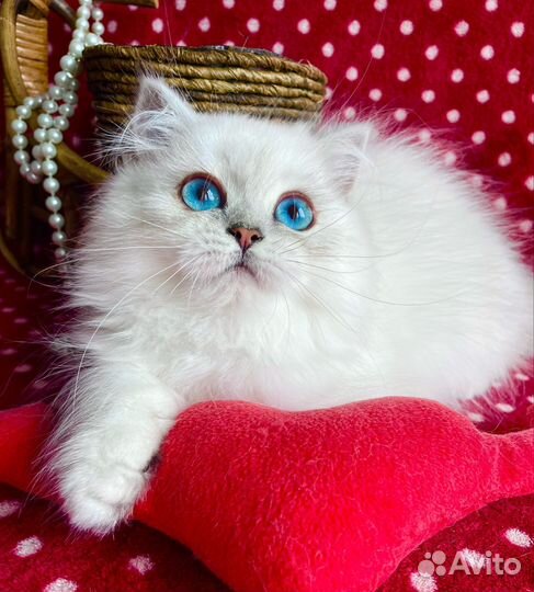 Роскошная синеглазая Принцесска)