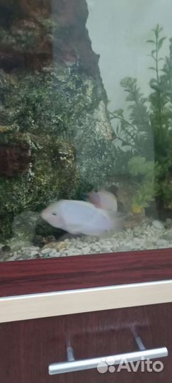 Цихлиды бесплатно