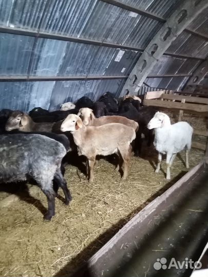 Бараны эдильбаевской породы