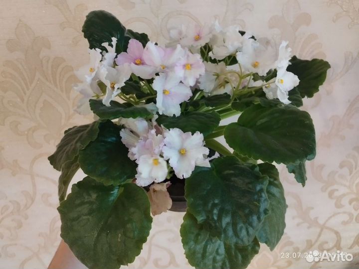 Цветущая сенполия фиалка