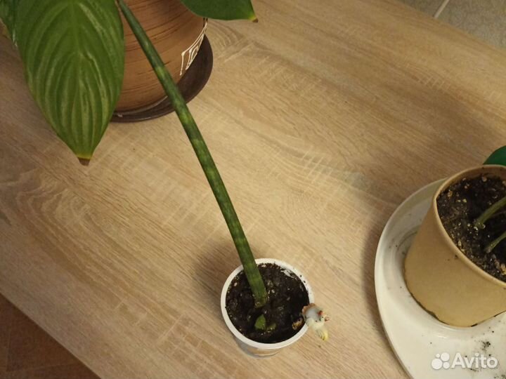 Сансевиерия цилиндрика