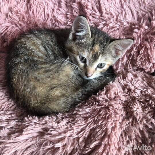 Котенок в добрые руки