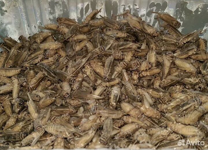 Замороженные сверчки