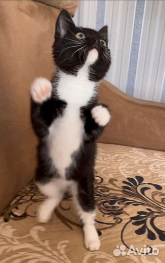 Котенок в добрые руки