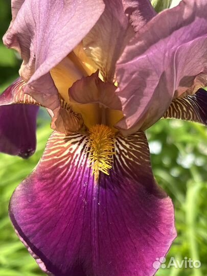 Ирис сортовой