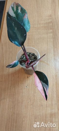 Филодендроны Белая, Розовая Принцессы, Вайт Визарт