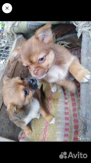 Пекинес смесь с той терьером.щеночки