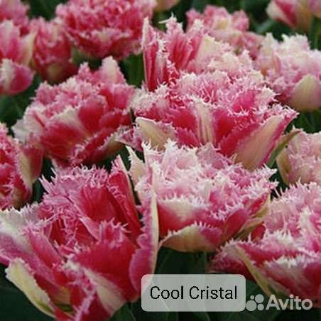 Луковицы тюльпанов