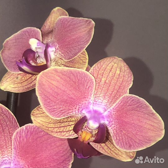 Орхидея фаленопсис Мария Тереза Maria Theresa