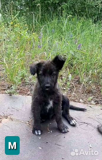 Собаки бесплатно в добрые руки щенки