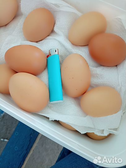Продам яйцо куриное домашнее