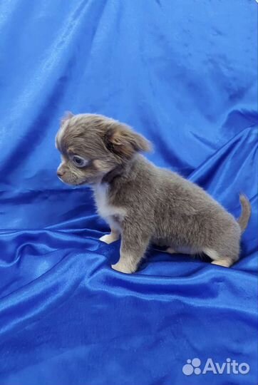 Чихуахуа Шоколадная Девочка и Лиловый Мальчик