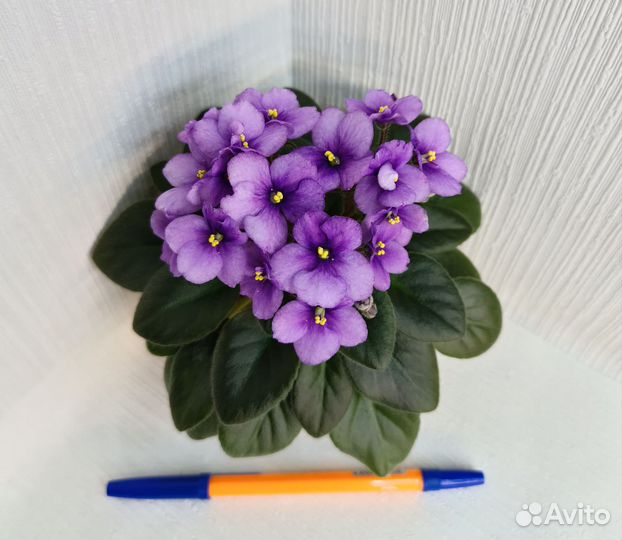 Цветущие фиалки