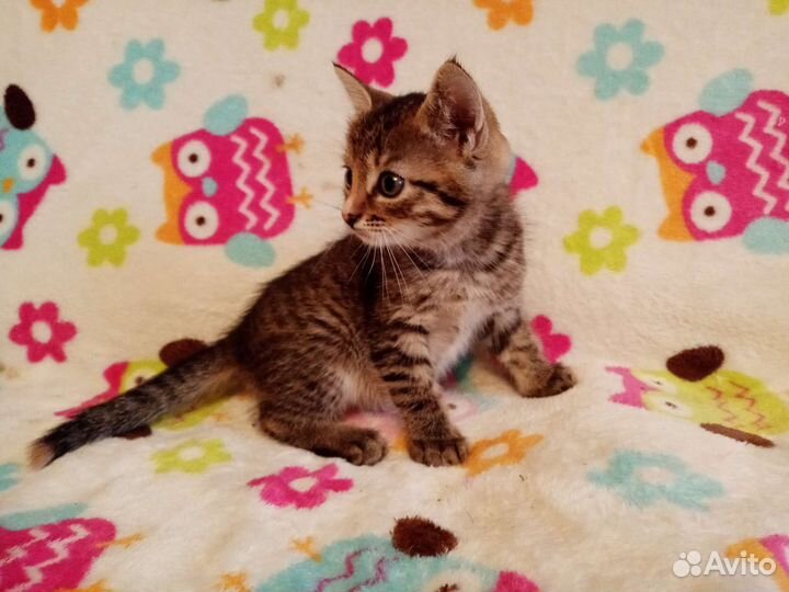 Котята очень красивые ручные 1,5 мес