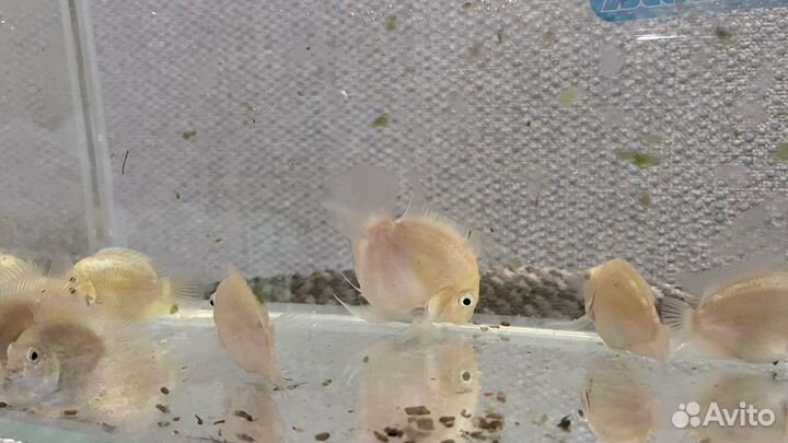 Цихлида попугай платиновый