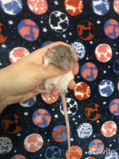 Декоративные крысы