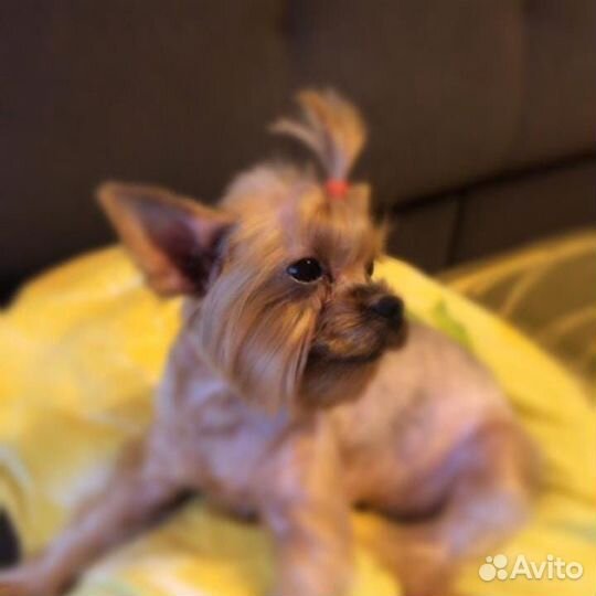 Стрижка собак и кошек