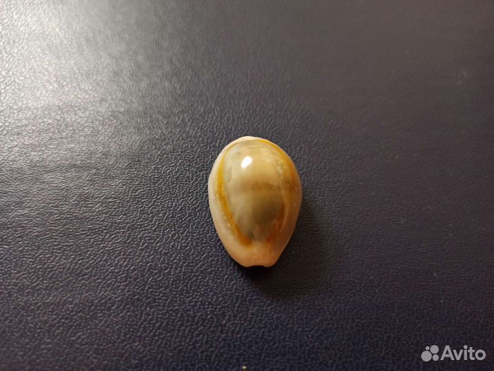 Морская раковина