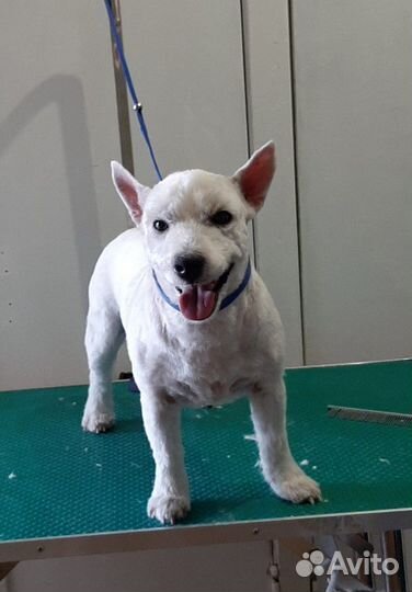 Стрижки собак