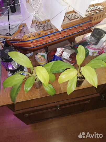 Филодендрон Малай голд