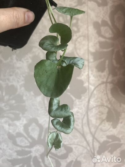 Дихондра, базелло, плектрантус (комнатная мята)