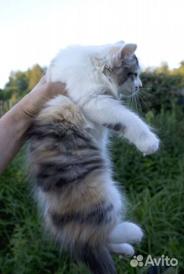 Котенок, девочка