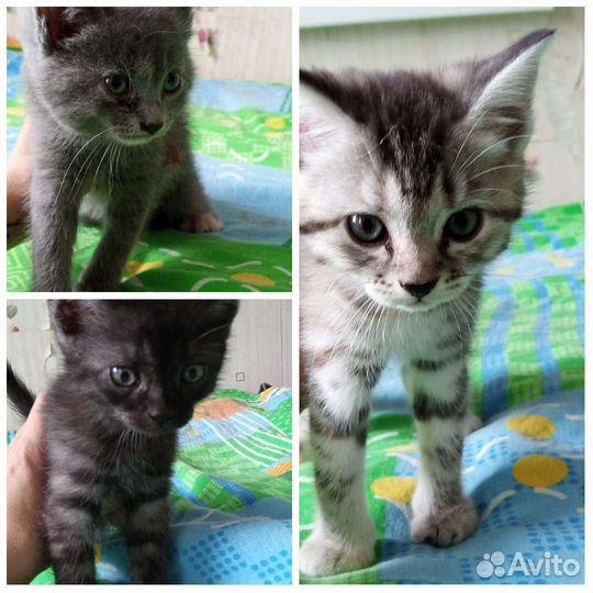 Кошки