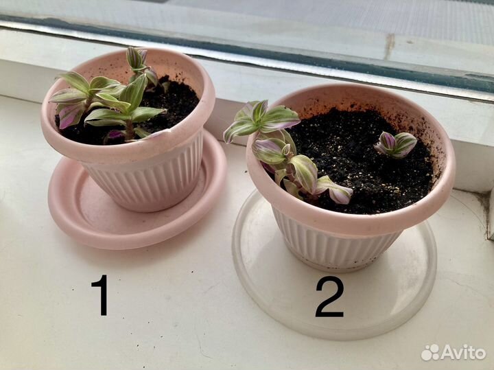 Традесканция розовая цветок комнатный