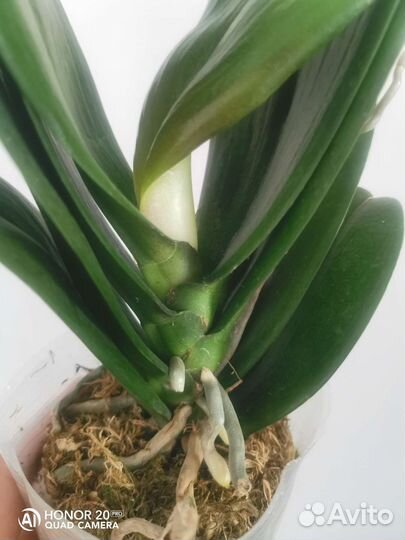 Орхидея фаленопсис жёлтый ягуар yellow leopard