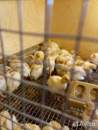 Перепела. Суточные перепела