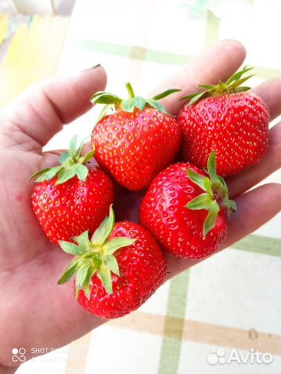 Рассада клубники