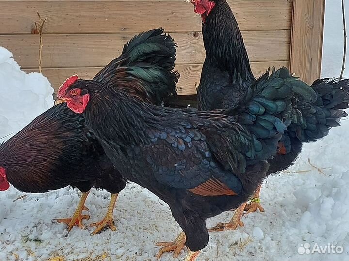 Инкубационное яйцо кур Барневельдер