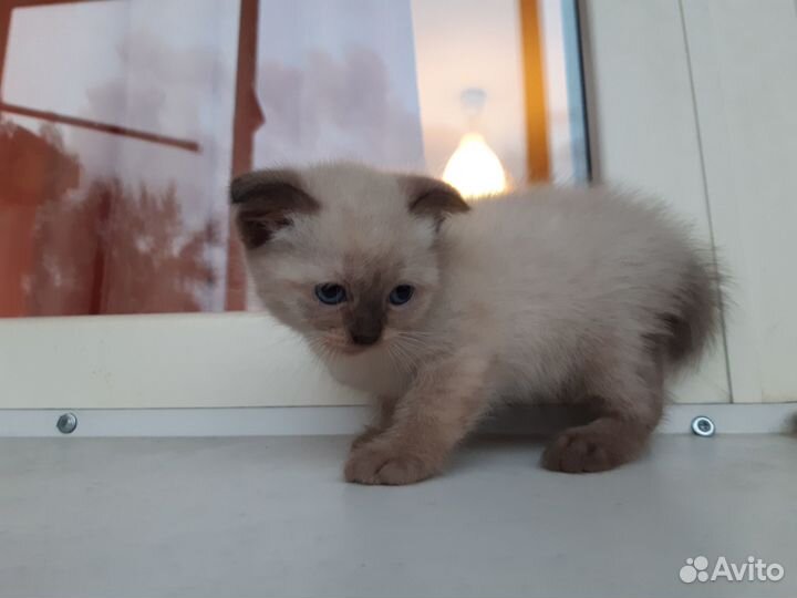 Отдам котят