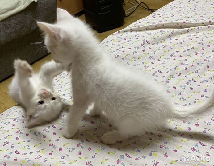 Белые котята