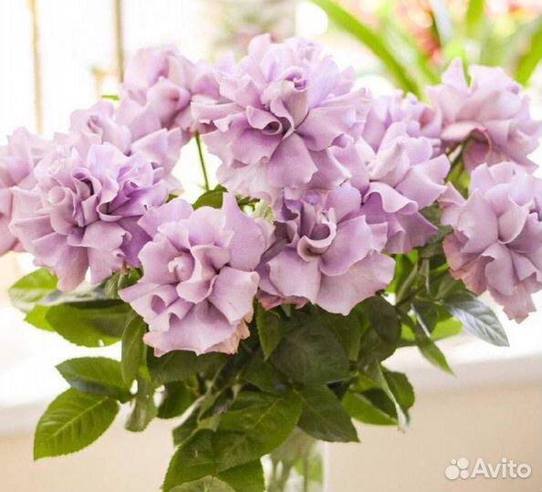 Шикарный букет из французской розы