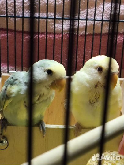 Попугаи кореллы и неразлучники