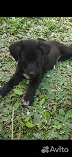 Щенок в добрые руки