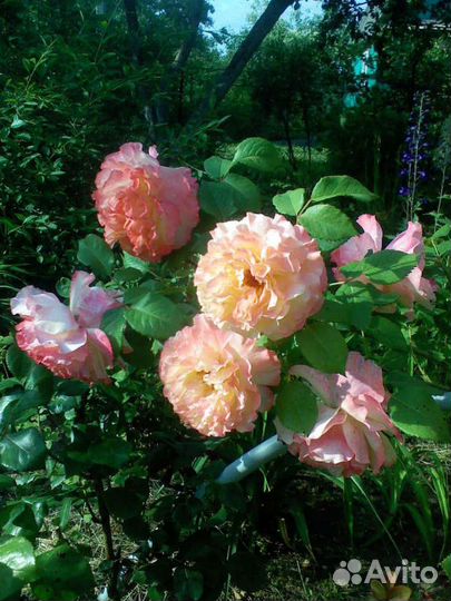 Роза флорибунда