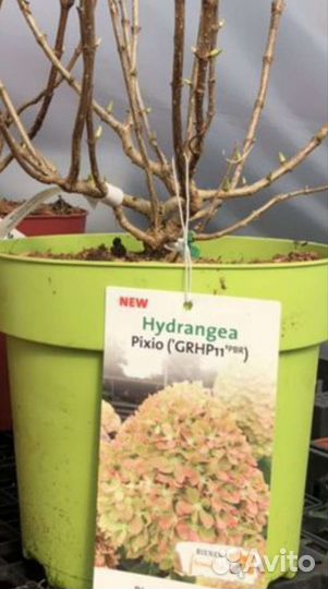 Гортензия Новинка Пиксио Pixio