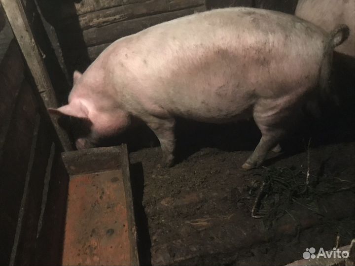 Продам свинью поросная