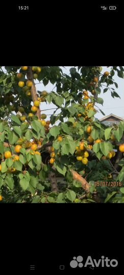Саженцы абрикоса