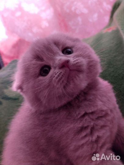 Шотландские вислоухие