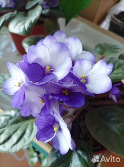 Фиалки сенполии