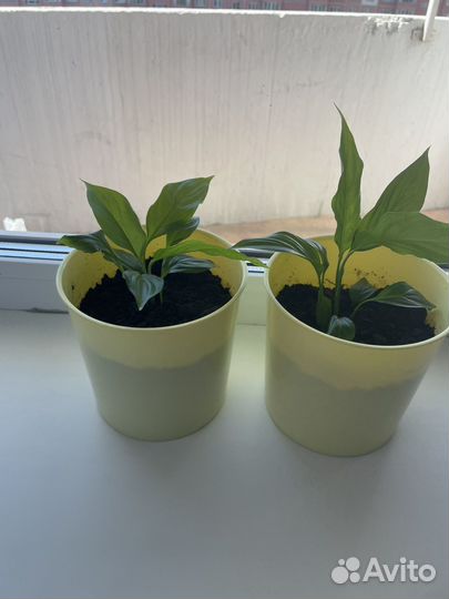 Спатифиллум