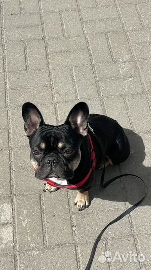 Вязка французский бульдог