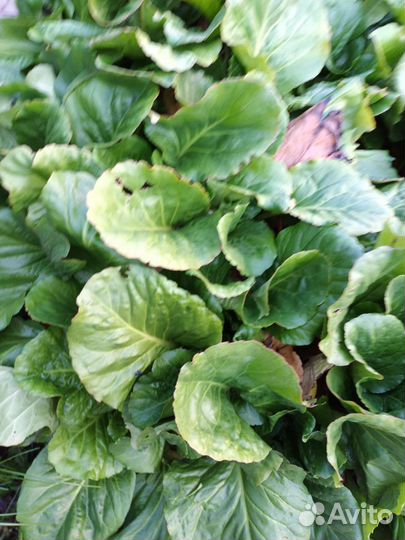 Цветок Бадан