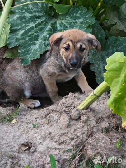Щенок в добрые руки