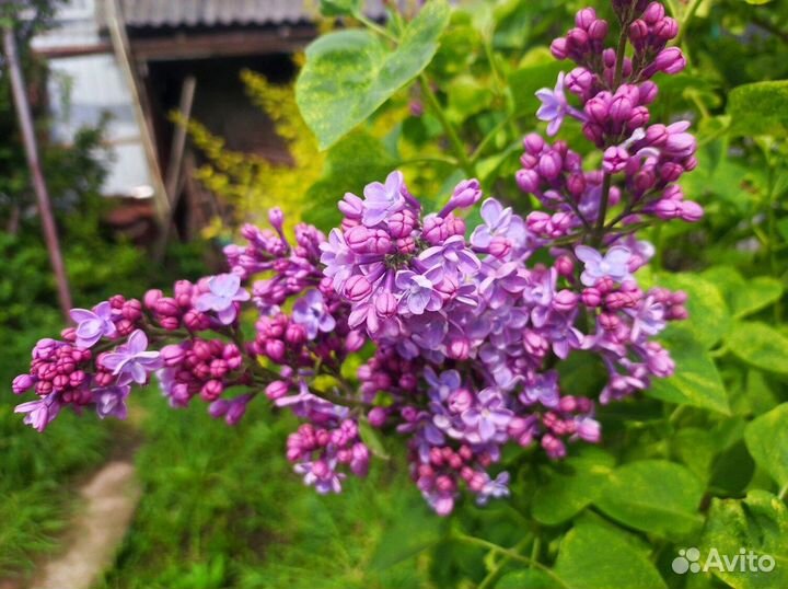 Сирень Аукубафолия с пестрой листвой