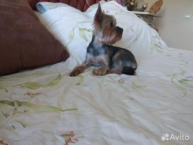 Йоркширский терьер вязка мальчик